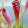 Sarracenia excellens -- Schlauchpflanze 